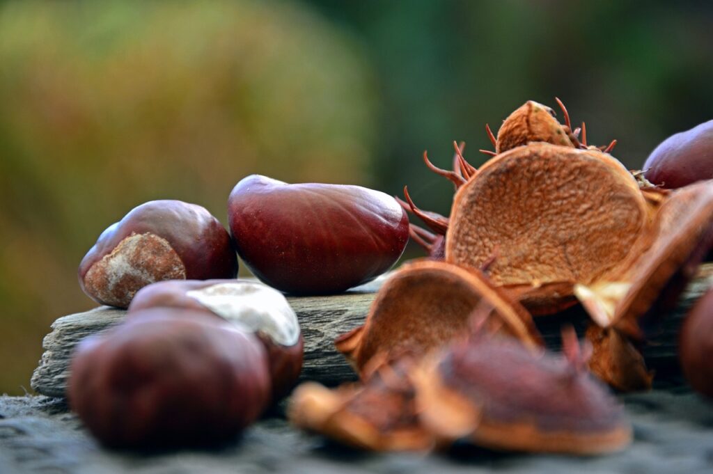 chestnuts, fruit, chestnut fruit-3815248.jpg